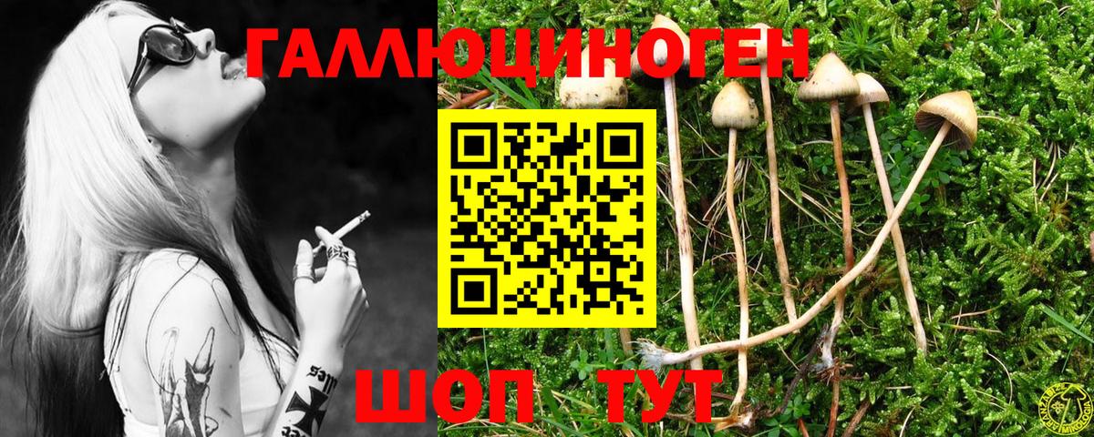 Галлюциногенные грибы Psilocybe Гурьевск